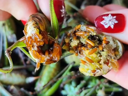 蝈蝈吃什么食物好