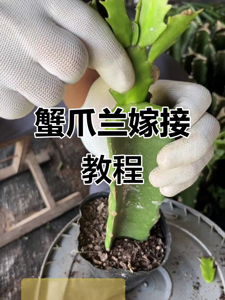 如何嫁接蟹爪兰